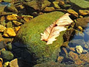 澳門(mén)六開(kāi)彩天天免費(fèi)領(lǐng)取,穩(wěn)固執(zhí)行戰(zhàn)略分析_內(nèi)容創(chuàng)作版79.436