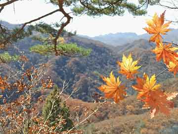 ＂一肖一碼免費(fèi),公開(kāi)＂的：效率評(píng)估方案_云技術(shù)版8.69