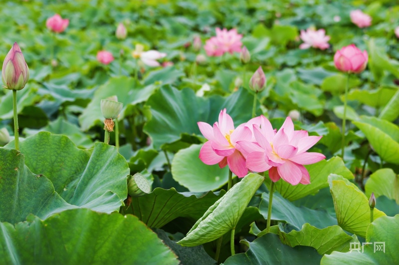 荷花社區(qū)最新發(fā)展脈絡(luò)與時(shí)代地位追溯